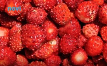 Kako pravilno oprati jagode: Jednostavan trik uklanja prljavštinu i pesticide za nekoliko minuta Kako pravilno oprati jagode: Jednostavan trik uklanja prljavštinu i pesticide za nekoliko minuta - featured image