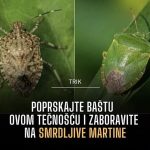 Poprskajte baštu ovom tečnošću i zaboravite na smrdljive martine Poprskajte baštu ovom tečnošću i zaboravite na smrdljive martine - featured image