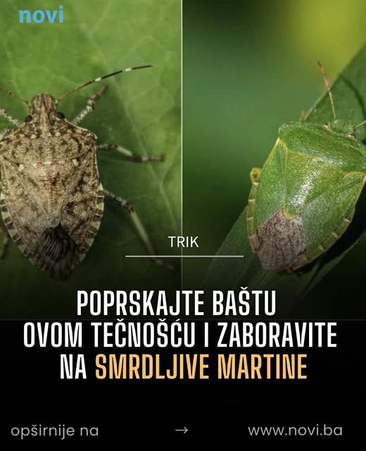 Poprskajte baštu ovom tečnošću i zaboravite na smrdljive martine - featured image