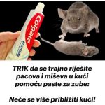 TRIK Da Se Trajno Riješite Pacova I Miševa U Kući Pomoću Paste Za Zube: Neće Se Više Približiti Kući!