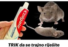 TRIK Da Se Trajno Riješite Pacova I Miševa U Kući Pomoću Paste Za Zube: Neće Se Više Približiti Kući!