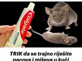 TRIK Da Se Trajno Riješite Pacova I Miševa U Kući Pomoću Paste Za Zube: Neće Se Više Približiti Kući!