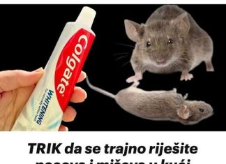 TRIK Da Se Trajno Riješite Pacova I Miševa U Kući Pomoću Paste Za Zube: Neće Se Više Približiti Kući!