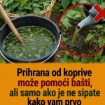 Prihrana od koprive može pomoći bašti, ali samo ako je ne sipate kako vam prvo padne na pamet Prihrana od koprive može pomoći bašti, ali samo ako je ne sipate kako vam prvo padne na pamet - featured image