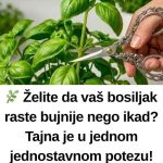 Želite da vaš bosiljak raste bujnije nego ikad? Tajna je u jednom jednostavnom potezu! Želite da vaš bosiljak raste bujnije nego ikad? Tajna je u jednom jednostavnom potezu! - featured image