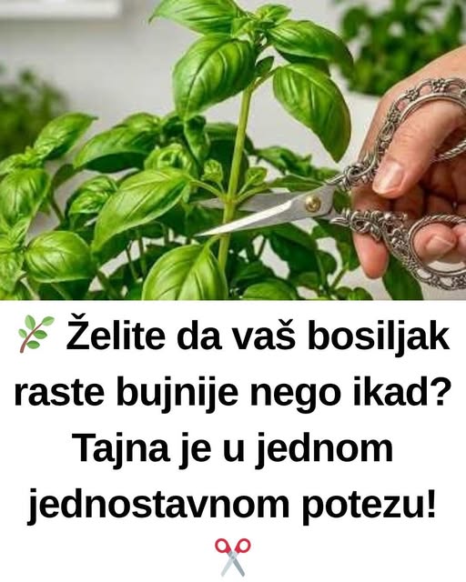 Želite da vaš bosiljak raste bujnije nego ikad? Tajna je u jednom jednostavnom potezu! - featured image
