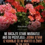 Ne bacajte stare muškatle ako su požutjele: Jedna stvar iz kuhinje će ih vratiti u život za 24 sata Ne bacajte stare muškatle ako su požutjele: Jedna stvar iz kuhinje će ih vratiti u život za 24 sata - featured image