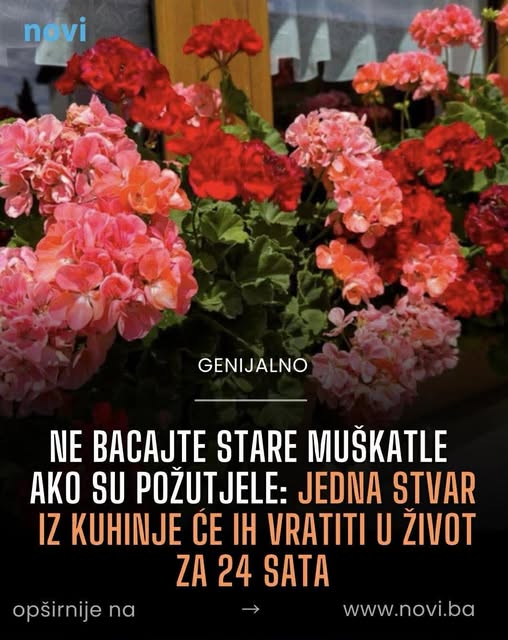 Ne bacajte stare muškatle ako su požutjele: Jedna stvar iz kuhinje će ih vratiti u život za 24 sata - featured image Ne bacajte stare muškatle ako su požutjele: Jedna stvar iz kuhinje će ih vratiti u život za 24 sata - featured image