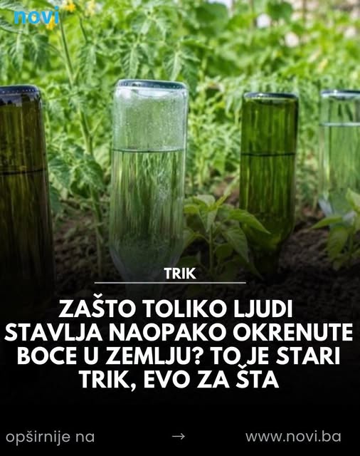 Zašto toliko ljudi stavlja naopako okrenute boce u zemlju? To je stari trik, evo za šta - featured image Zašto toliko ljudi stavlja naopako okrenute boce u zemlju? To je stari trik, evo za šta - featured image