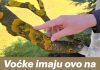 Voćke imaju ovo na svojim granama? EVO šta treba uraditi! Voćke imaju ovo na svojim granama? EVO šta treba uraditi! - featured image
