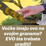 Voćke imaju ovo na svojim granama? EVO šta treba uraditi! Voćke imaju ovo na svojim granama? EVO šta treba uraditi! - featured image
