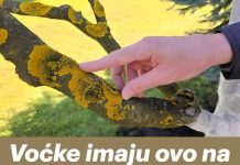 Voćke imaju ovo na svojim granama? EVO šta treba uraditi! Voćke imaju ovo na svojim granama? EVO šta treba uraditi! - featured image