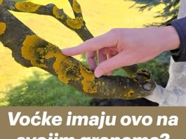 Voćke imaju ovo na svojim granama? EVO šta treba uraditi! Voćke imaju ovo na svojim granama? EVO šta treba uraditi! - featured image