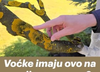 Voćke imaju ovo na svojim granama? EVO šta treba uraditi! Voćke imaju ovo na svojim granama? EVO šta treba uraditi! - featured image