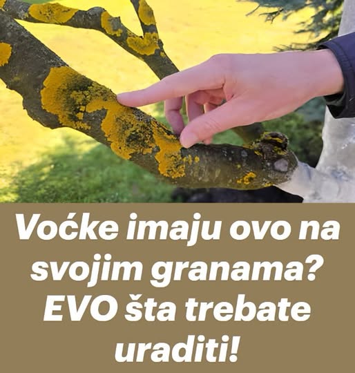 Voćke imaju ovo na svojim granama? EVO šta treba uraditi! - featured image