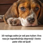 10 razloga zašto je vaš pas tužan: Ova rasa je napodložnija depresiji i često pate više od ljudi 10 razloga zašto je vaš pas tužan: Ova rasa je napodložnija depresiji i često pate više od ljudi - featured image