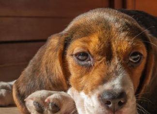 10 razloga zašto je vaš pas tužan: Ova rasa je napodložnija depresiji i često pate više od ljudi 10 razloga zašto je vaš pas tužan: Ova rasa je napodložnija depresiji i često pate više od ljudi - featured image