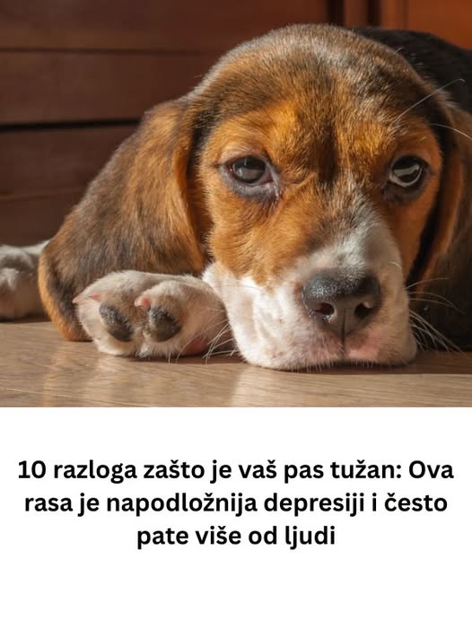 10 razloga zašto je vaš pas tužan: Ova rasa je napodložnija depresiji i često pate više od ljudi - featured image