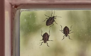 POMEŠATAJU OVO U ČINIJU I SMRDIBUBE SE VIŠE NIKADA NEĆE POJAVITI! Invazija NAPASTI JE u JEKU, SPAS JE U… POMEŠATAJU OVO U ČINIJU I SMRDIBUBE SE VIŠE NIKADA NEĆE POJAVITI! Invazija NAPASTI JE u JEKU, SPAS JE U… - featured image