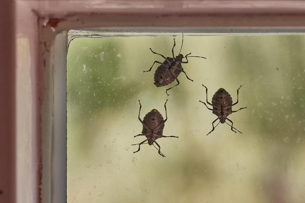 POMEŠATAJU OVO U ČINIJU I SMRDIBUBE SE VIŠE NIKADA NEĆE POJAVITI! Invazija NAPASTI JE u JEKU, SPAS JE U… - featured image POMEŠATAJU OVO U ČINIJU I SMRDIBUBE SE VIŠE NIKADA NEĆE POJAVITI! Invazija NAPASTI JE u JEKU, SPAS JE U… - featured image