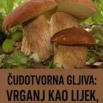 ČUDOTVORNA GLJIVA: VRGANJ KAO LIJEK, SVE O VRGANJU ČUDOTVORNA GLJIVA: VRGANJ KAO LIJEK, SVE O VRGANJU - featured image