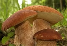 ČUDOTVORNA GLJIVA: VRGANJ KAO LIJEK, SVE O VRGANJU ČUDOTVORNA GLJIVA: VRGANJ KAO LIJEK, SVE O VRGANJU - featured image