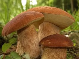 ČUDOTVORNA GLJIVA: VRGANJ KAO LIJEK, SVE O VRGANJU ČUDOTVORNA GLJIVA: VRGANJ KAO LIJEK, SVE O VRGANJU - featured image