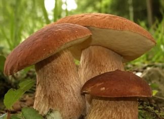 ČUDOTVORNA GLJIVA: VRGANJ KAO LIJEK, SVE O VRGANJU ČUDOTVORNA GLJIVA: VRGANJ KAO LIJEK, SVE O VRGANJU - featured image