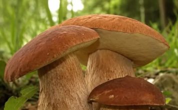 ČUDOTVORNA GLJIVA: VRGANJ KAO LIJEK, SVE O VRGANJU ČUDOTVORNA GLJIVA: VRGANJ KAO LIJEK, SVE O VRGANJU - featured image