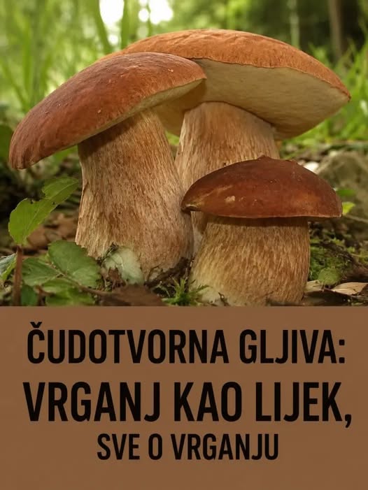 ČUDOTVORNA GLJIVA: VRGANJ KAO LIJEK, SVE O VRGANJU - featured image ČUDOTVORNA GLJIVA: VRGANJ KAO LIJEK, SVE O VRGANJU - featured image