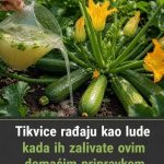 Tikvice rađaju kao lude kada ih zalivate ovim domaćim pripravkom Tikvice rađaju kao lude kada ih zalivate ovim domaćim pripravkom - featured image