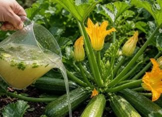 Tikvice rađaju kao lude kada ih zalivate ovim domaćim pripravkom Tikvice rađaju kao lude kada ih zalivate ovim domaćim pripravkom - featured image