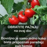 OBRATITE PAŽNJU na OVAJ dio: DOVOLJNO je samo JEDNO kako biste PREPOZNALI paradajz pun hemije OBRATITE PAŽNJU na OVAJ dio: DOVOLJNO je samo JEDNO kako biste PREPOZNALI paradajz pun hemije - featured image