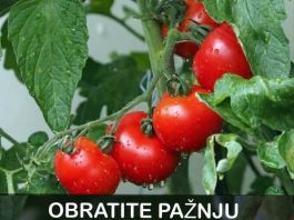OBRATITE PAŽNJU na OVAJ dio: DOVOLJNO je samo JEDNO kako biste PREPOZNALI paradajz pun hemije OBRATITE PAŽNJU na OVAJ dio: DOVOLJNO je samo JEDNO kako biste PREPOZNALI paradajz pun hemije - featured image
