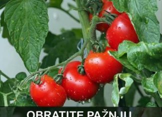 OBRATITE PAŽNJU na OVAJ dio: DOVOLJNO je samo JEDNO kako biste PREPOZNALI paradajz pun hemije OBRATITE PAŽNJU na OVAJ dio: DOVOLJNO je samo JEDNO kako biste PREPOZNALI paradajz pun hemije - featured image