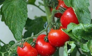 OBRATITE PAŽNJU na OVAJ dio: DOVOLJNO je samo JEDNO kako biste PREPOZNALI paradajz pun hemije OBRATITE PAŽNJU na OVAJ dio: DOVOLJNO je samo JEDNO kako biste PREPOZNALI paradajz pun hemije - featured image