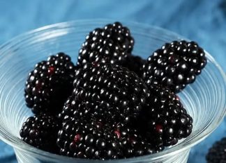 KUPINA: NAJČUDOTVORNIJA NAMIRNICA SVIJETA KUPINA: NAJČUDOTVORNIJA NAMIRNICA SVIJETA - featured image