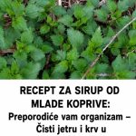 RECEPT ZA SIRUP OD MLADE KOPRIVE: Preporodiće vam organizam – Čisti jetru i krv u potpunosti te jača imunitet… RECEPT ZA SIRUP OD MLADE KOPRIVE: Preporodiće vam organizam – Čisti jetru i krv u potpunosti te jača imunitet… - featured image