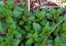 RECEPT ZA SIRUP OD MLADE KOPRIVE: Preporodiće vam organizam – Čisti jetru i krv u potpunosti te jača imunitet… RECEPT ZA SIRUP OD MLADE KOPRIVE: Preporodiće vam organizam – Čisti jetru i krv u potpunosti te jača imunitet… - featured image