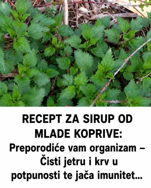 RECEPT ZA SIRUP OD MLADE KOPRIVE: Preporodiće vam organizam – Čisti jetru i krv u potpunosti te jača imunitet… - featured image