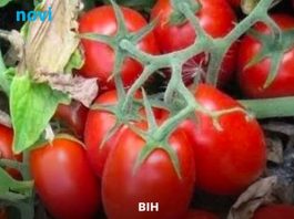 Ko ne smije jesti paradajz? Ako imate jedno od ovih stanja, mogao bi vam pogoršati simptome Ko ne smije jesti paradajz? Ako imate jedno od ovih stanja, mogao bi vam pogoršati simptome - featured image
