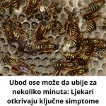 Ubod ose može da ubije za nekoliko minuta: Lekari otkrivaju ključne simptome koje niko ne sme da ignoriše Ubod ose može da ubije za nekoliko minuta: Lekari otkrivaju ključne simptome koje niko ne sme da ignoriše - featured image