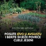 Posijte ovo u avgustu i berite svježe povrće cijele jeseni Posijte ovo u avgustu i berite svježe povrće cijele jeseni - featured image