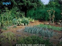 Posijte ovo u avgustu i berite svježe povrće cijele jeseni Posijte ovo u avgustu i berite svježe povrće cijele jeseni - featured image