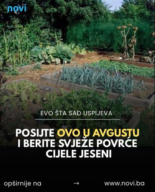 Posijte ovo u avgustu i berite svježe povrće cijele jeseni - featured image Posijte ovo u avgustu i berite svježe povrće cijele jeseni - featured image