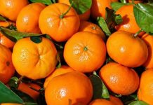 Čuvajte svoje zdravlje: EVO ZAŠTO TREBATE JESTI MANDARINE – Ovo je samo nekoliko dobrih razloga Čuvajte svoje zdravlje: EVO ZAŠTO TREBATE JESTI MANDARINE – Ovo je samo nekoliko dobrih razloga - featured image