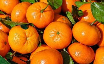 Čuvajte svoje zdravlje: EVO ZAŠTO TREBATE JESTI MANDARINE – Ovo je samo nekoliko dobrih razloga Čuvajte svoje zdravlje: EVO ZAŠTO TREBATE JESTI MANDARINE – Ovo je samo nekoliko dobrih razloga - featured image