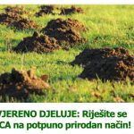 PROVJERENO DJELUJE: Riješite se KRTICA na potpuno prirodan način! PROVJERENO DJELUJE: Riješite se KRTICA na potpuno prirodan način! - featured image