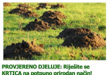 PROVJERENO DJELUJE: Riješite se KRTICA na potpuno prirodan način! PROVJERENO DJELUJE: Riješite se KRTICA na potpuno prirodan način! - featured image