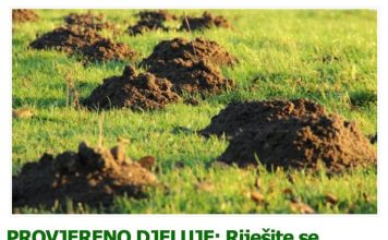 PROVJERENO DJELUJE: Riješite se KRTICA na potpuno prirodan način! PROVJERENO DJELUJE: Riješite se KRTICA na potpuno prirodan način! - featured image